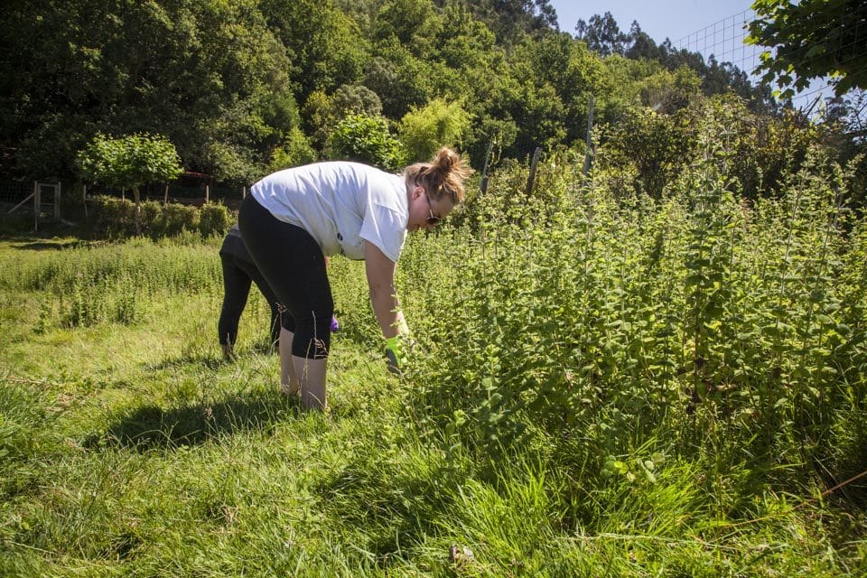 Blair Baldwin, University of Maine, tackles a large section of mint in the deer enclosure. Waist height and surrounded by another 